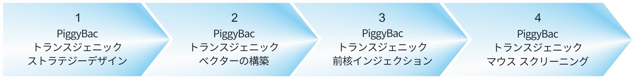 PiggyBac トランスジェニックマウスプロジェクトの流れ