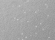 None Fischer 344 (F344) Rat Mesenchymal Stem Cells RAFMX-01001