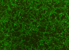 None Fischer 344 (F344) Rat Mesenchymal Stem Cells with GFP RAFMX-01101
