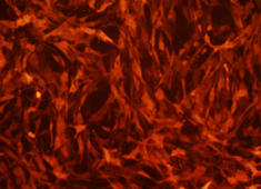 None Fischer 344 (F344) Rat Mesenchymal Stem Cells with RFP RAFMX-01201