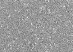 None Sprague-Dawley (SD) Rat Adipose-Derived Mesenchymal Stem Cells RASMD-01001