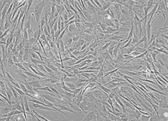 None Sprague-Dawley (SD) Rat Mesenchymal Stem Cells RASMX-01001