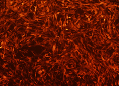 None Sprague-Dawley (SD) Rat Mesenchymal Stem Cells with RFP RASMX-01201