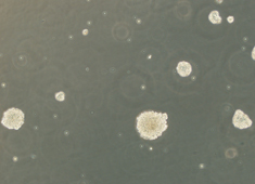 None Sprague-Dawley (SD) Rat Neural Stem Cells RASNF-01001