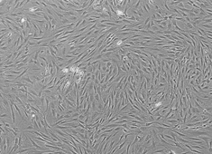 None Wistar Rat Adipose-Derived Mesenchymal Stem Cells RAWMD-01001