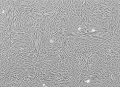 None Wistar Rat Mesenchymal Stem Cells RAWMX-01001