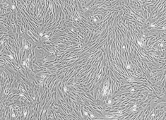 None Rabbit Mesenchymal Stem Cells RBXMX-01001