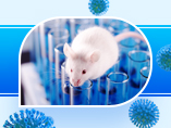 新型コロナウイルス研究の心強い味方：マウスモデルの選択と研究への応用
