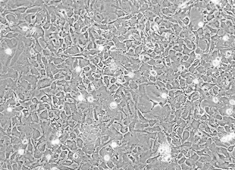 None Sprague-Dawly (SD) Rat Astrocytes SCCAC-00001