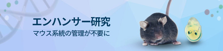 ランスジェニックマウス胚