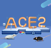 ACE2ヒト化マウス