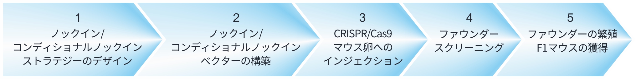 ノックインマウス(全ての遺伝子座)、コンディショナルノックインマウス作製の流れ