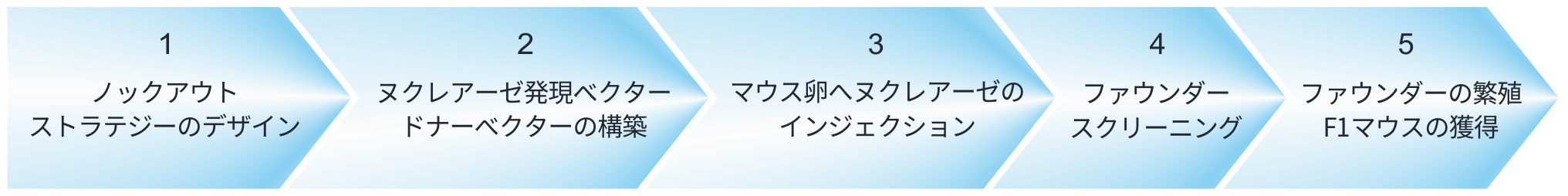 CRISPR/Cas9を用いたノックアウトマウス作製の流れ