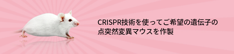 CRISPR/Cas9 点突然変異マウス