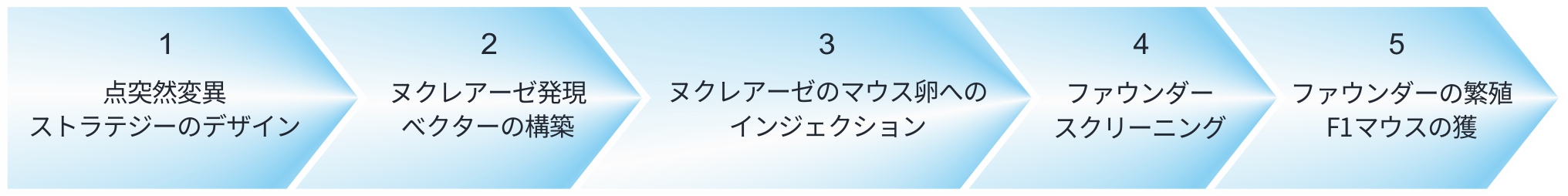 点突然変異マウス作製の流れ