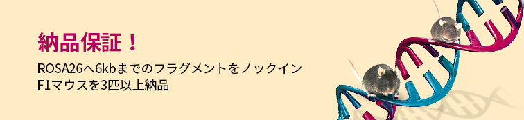 CRISPR/Cas9 ROSA26 ノックインマウス