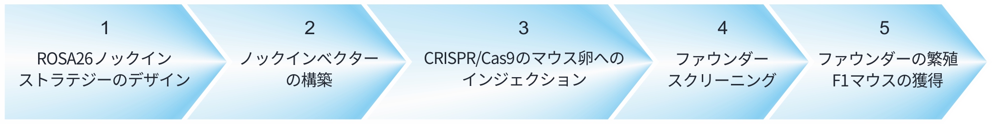 コンディショナルノックインマウス作製の流れ