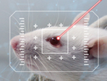 網膜色素変性症（RP）動物モデルへの新たな洞察