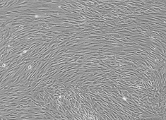 None Human Mesenchymal Stem Cells HUXMA-01001