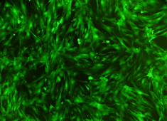 None Strain C57BL/6 Mouse Adipose-Derived Mesenchymal Stem Cells with GFP MUBMD-01101