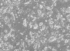 None Strain 129 Mouse Embryonic Stem Cells MUAES-01001
