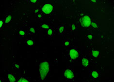 None Strain 129 Mouse Embryonic Stem Cells with GFP MUAES-01101