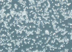 None Fischer 344 (F344) Fetal Rat Cortex Neurons FCCFN-00001-2