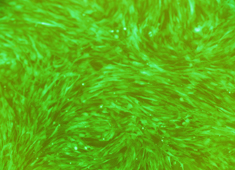 None Sprague-Dawley (SD) Rat Mesenchymal Stem Cells with GFP RASMX-01101