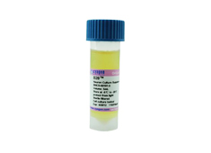 None B28 Neuron Culture Supplement (50×) BNCS-50101-10