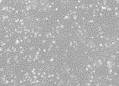 None Wistar Rat Astrocytes WCCAC-00001