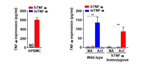Figure2. The Analysis of secretion of humanized (red) and murine (blue) TNF-α by ELISA