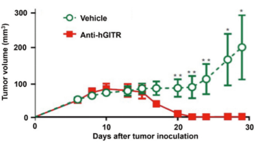 Figure4. In humanized GITR mice, the treatment of hGITR monoclonal antibody can exert an anti-tumor effect