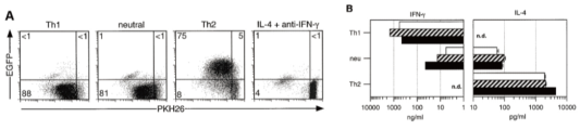 Figure1. eGFP expression correlates with IL-4-expressing T cells and reflects IL-4 production