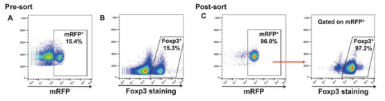 Figure 2. RFP expression mirrors Foxp3 protein expression