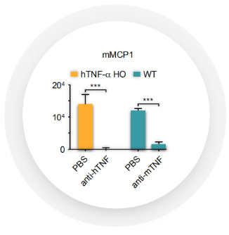 Figure 4. Human TNF-a induces the expression of several cytokines, including mMCP1, in homozygous TNF-a humanized mice (TNF-a HO)