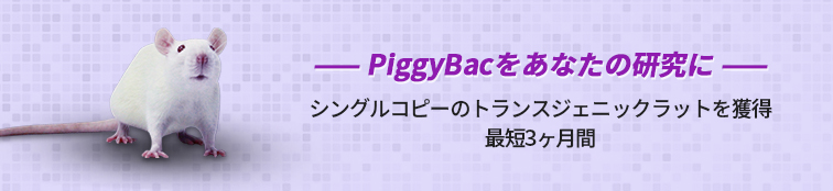 PiggyBac トランスジェニックラット