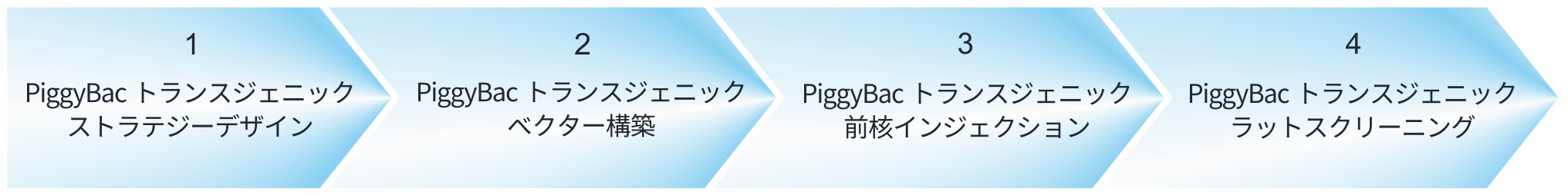 トランスジェニックラットプロジェクトの流れ