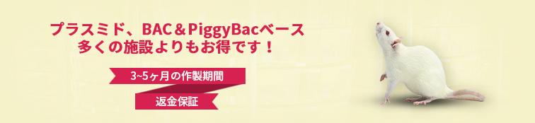 トランスジェニックラット